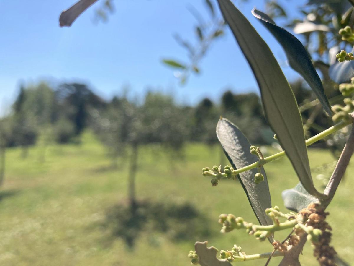 Tenuta Poggio Alla Farnia Fauglia Екстер'єр фото